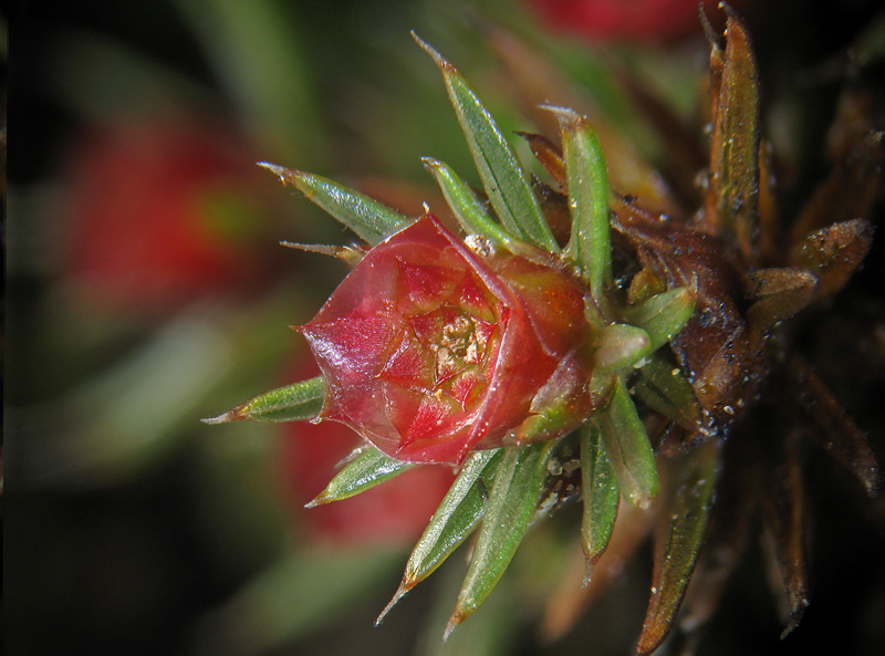 Un mazzo di rose rosse - Polytrichum juniperinum